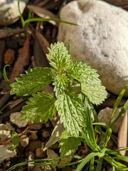 Urtica membranacea