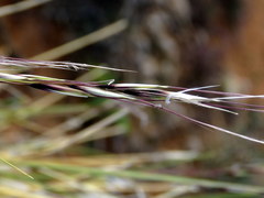 Stipagrostis ciliata capensis