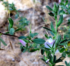 Ononis spinosa spinosa