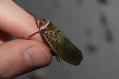 Copidocephala guttata