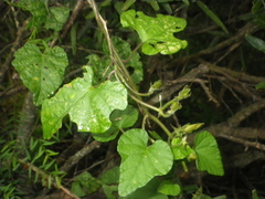 Ipomoea ficifolia