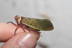 Copidocephala guttata