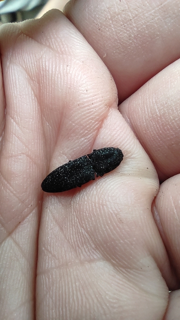 Lacon punctatus