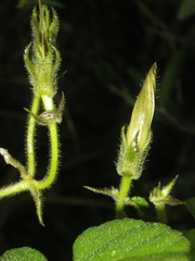 Ipomoea ficifolia