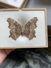 Nymphalis