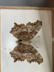 Nymphalis