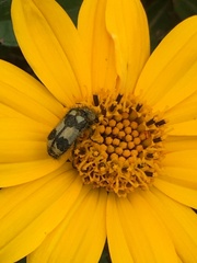 Astylus sexmaculatus