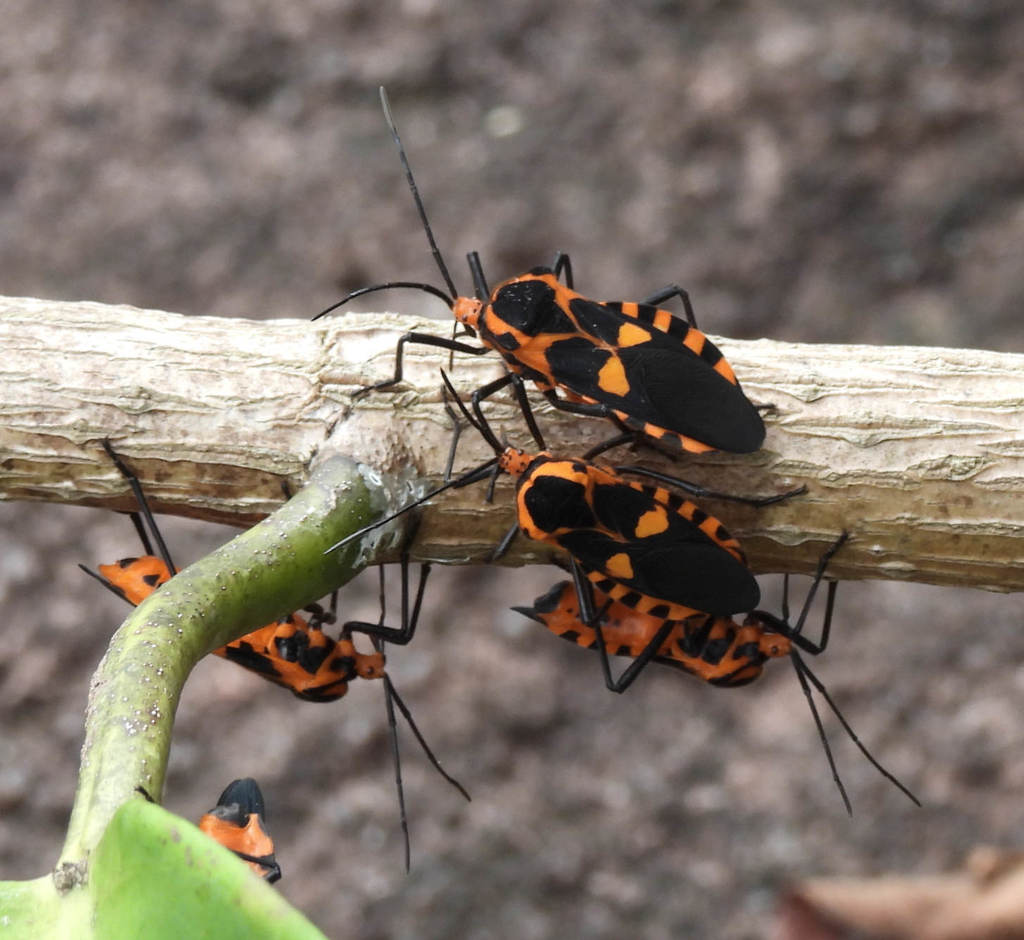 Sephina indierae