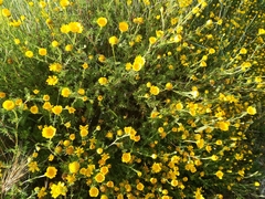 Anacyclus radiatus