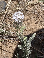 Dimorphocarpa candicans