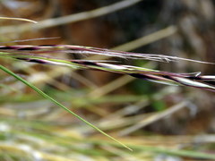 Stipagrostis ciliata capensis