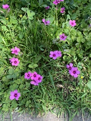 Oxalis articulata