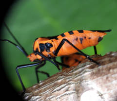 Sephina