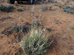 Stipagrostis ciliata capensis