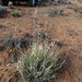 Bushman Grasses - Photo (c) Gigi Laidler, some rights reserved (CC BY-NC), uploaded by Gigi Laidler