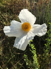 Romneya coulteri