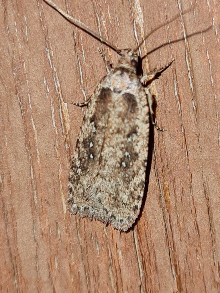 large carrot flat-body