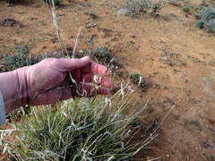 Stipagrostis ciliata capensis