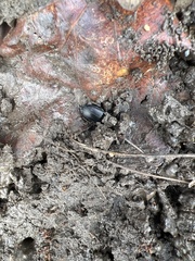Poecilus lucublandus