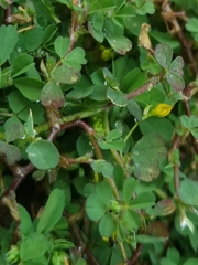 Trifolium dubium