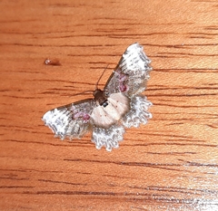 Macrohastina gemmifera