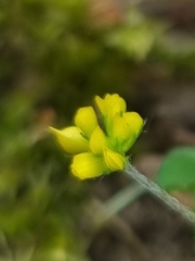 Trifolium dubium