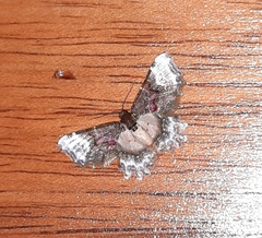 Macrohastina gemmifera