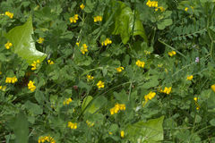 Lotus ornithopodioides