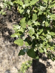 Ambrosia chenopodiifolia
