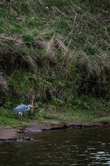 Ardea cinerea