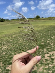 Leptochloa scabra