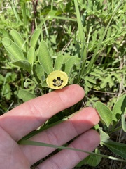 Physalis cinerascens spathulifolia
