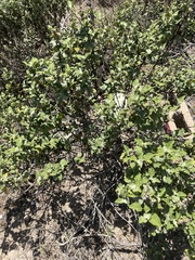 Ambrosia chenopodiifolia