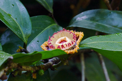 Napoleonaea imperialis