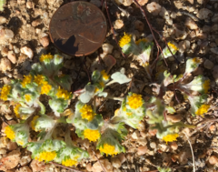 Eriophyllum pringlei