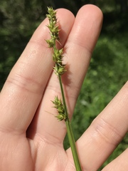 Carex conjuncta