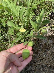 Physalis cinerascens spathulifolia
