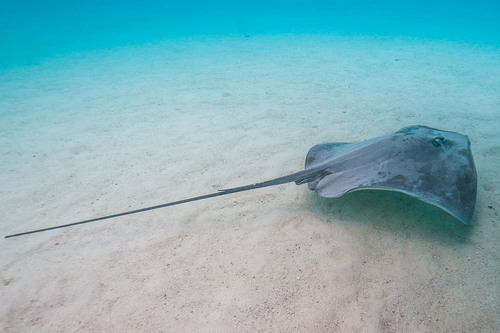Pink Whipray, photo 7 of 10