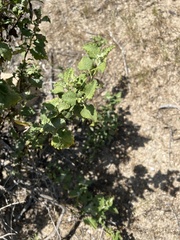 Ambrosia chenopodiifolia