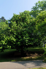 Napoleonaea imperialis