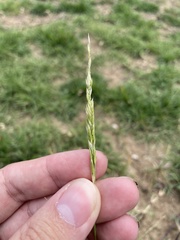 Eriochloa punctata