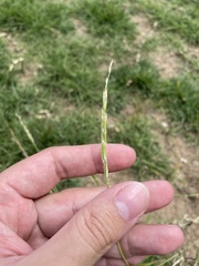 Eriochloa punctata