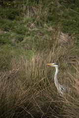 Ardea cinerea