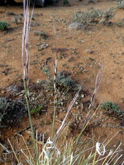 Stipagrostis ciliata capensis
