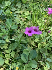 Oxalis articulata