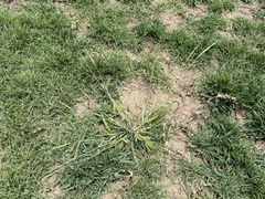 Eriochloa punctata