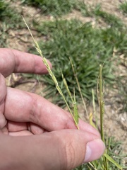 Eriochloa punctata