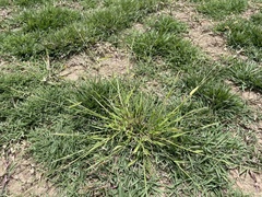 Eriochloa punctata