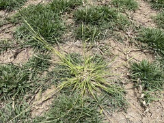 Eriochloa punctata