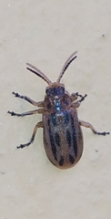 Erynephala subvittata